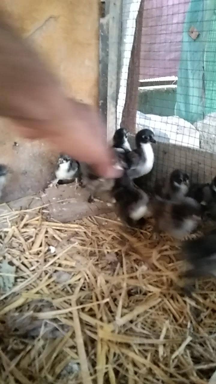 bantam Chicks 4