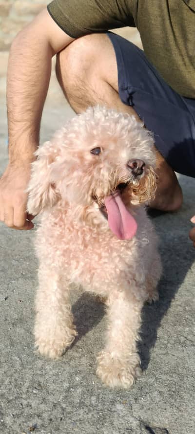 Beautiful Poodle puppy for sale  Healty and Playful