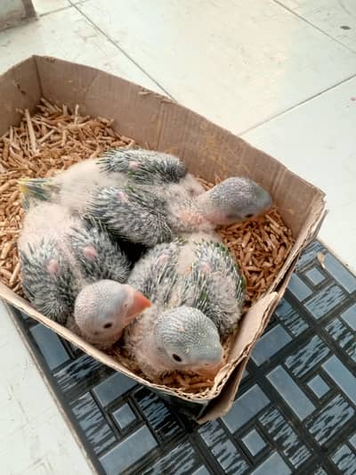 Raw parrot chicks