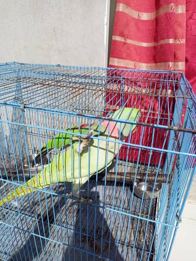 3 years old parrot for sale