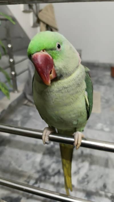parrot/Raw male parrot for sale
