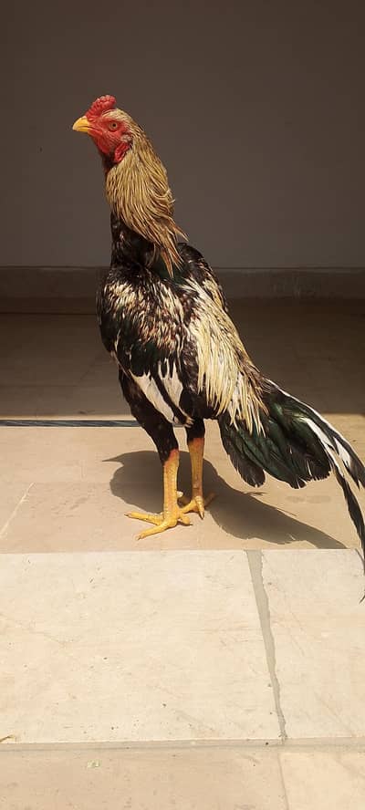 Jawa Lover ( 301-810-43-15 )