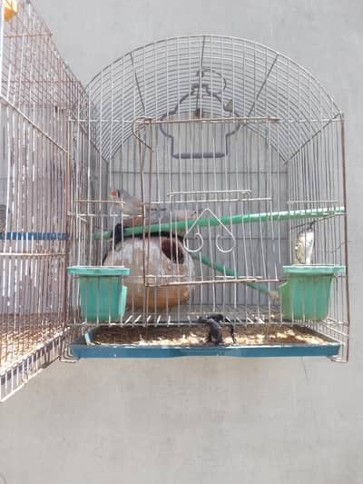 4 pair zebra different colors