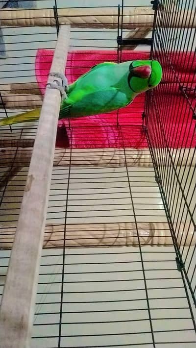 parrot for sale