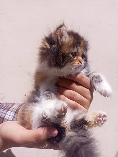 Persian kittens triple coat | Persian cats triple coat