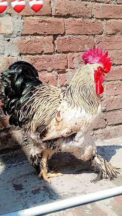 Cochin heritage heavy hen and rooster