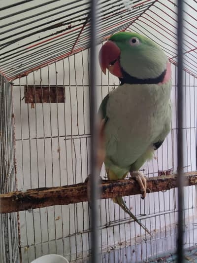Stunning Adult Male Alexandrine Parrot – Healthy & Active
