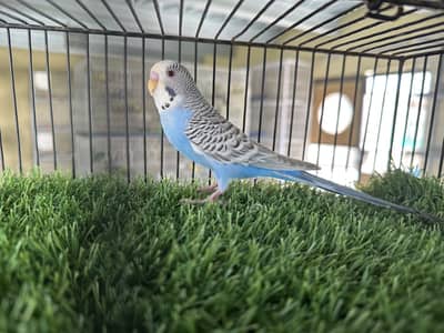 Blackface dun fallow budgie bajri