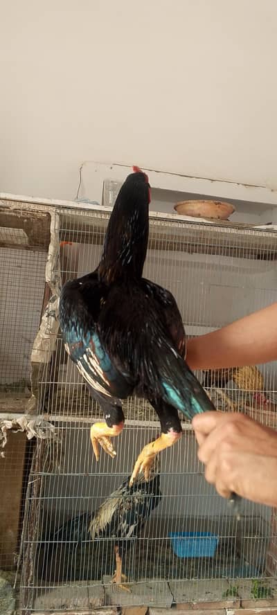 Lasani chetpara ( 315-420-22-99 )