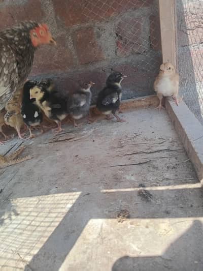 aseel mianwali chicks