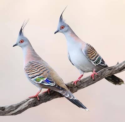 Crusted dove peigon breeder pair available fancy peigon bird