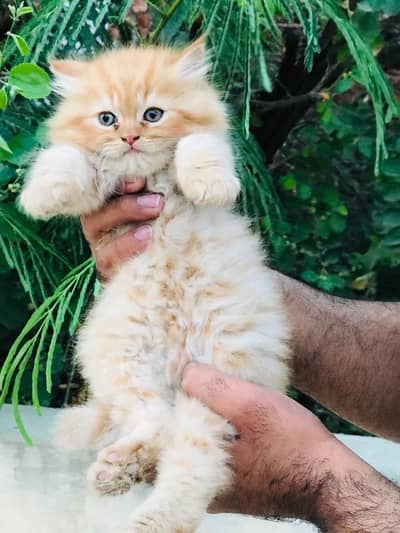 Persian kittens