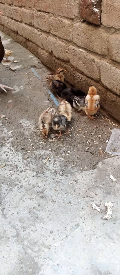 asell chick mianwali