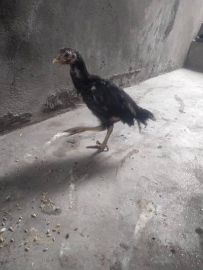 total 4 ha aseel/03077088973