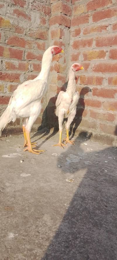 white German king  o shammo