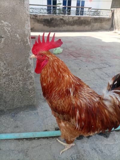 Healthy Desi Murga for sale