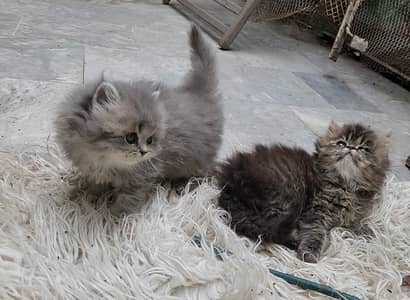 Peki blood line kittens with heavy fur