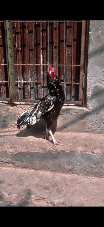 Mainwali aseel different prices