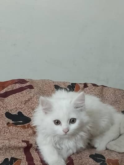 Persian kitten for sale Pure Persian breed healthy active