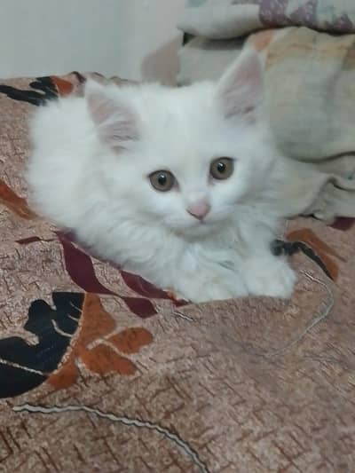 Persian kitten for sale Pure Persian breed healthy active