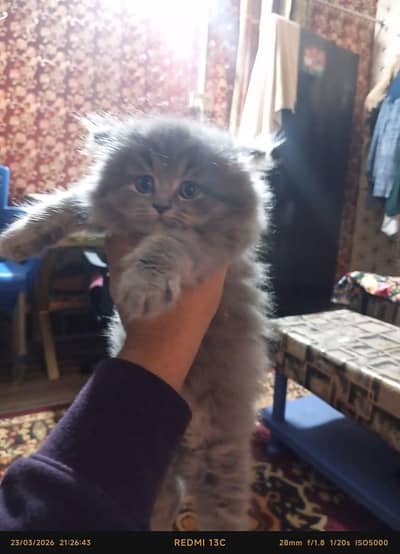 Persian grey kitten