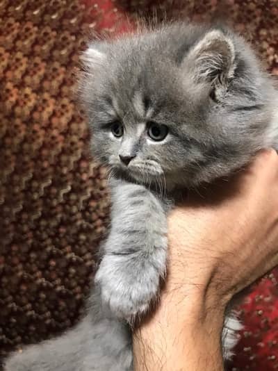 Persian grey kitten