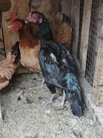 Asell Hen  For sale