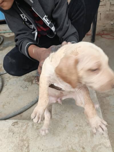 Pointer Female Puppy for Sale – Healthy & Active