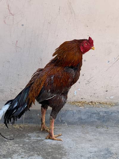 Pure premium quality Sindhi aseel