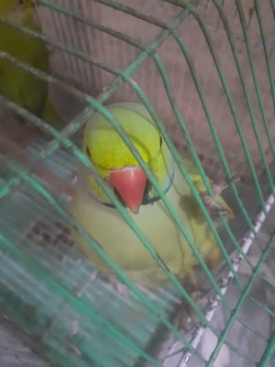 One pair parrot