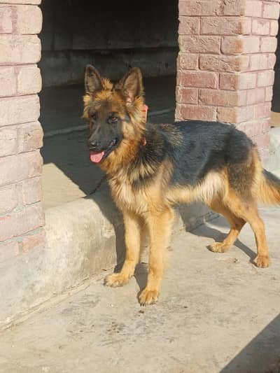 GERMAN SHEPHERD