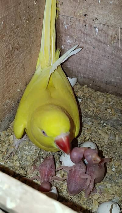 Yellow Ringneck Breeder Pair with 3 Chicks