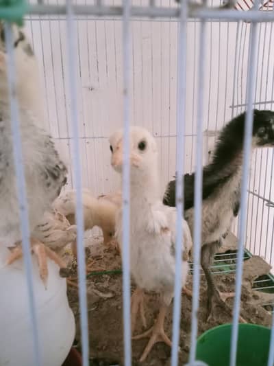 Aseel chicks