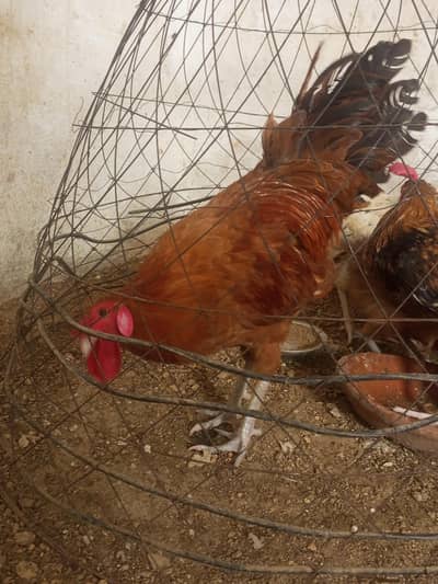 desi murga and desi murgi for sale in karachi  for pair 3500