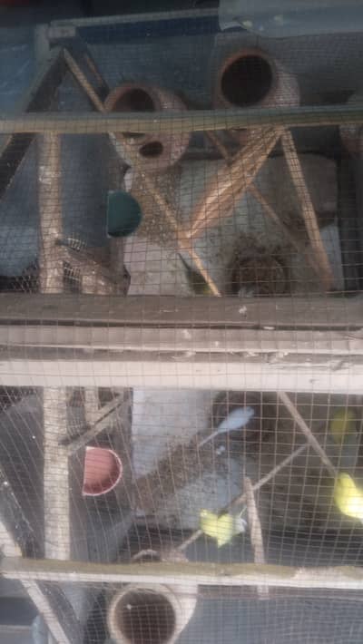 Selling 5 pairs of Budgies with wooden cage and 7 kujy.