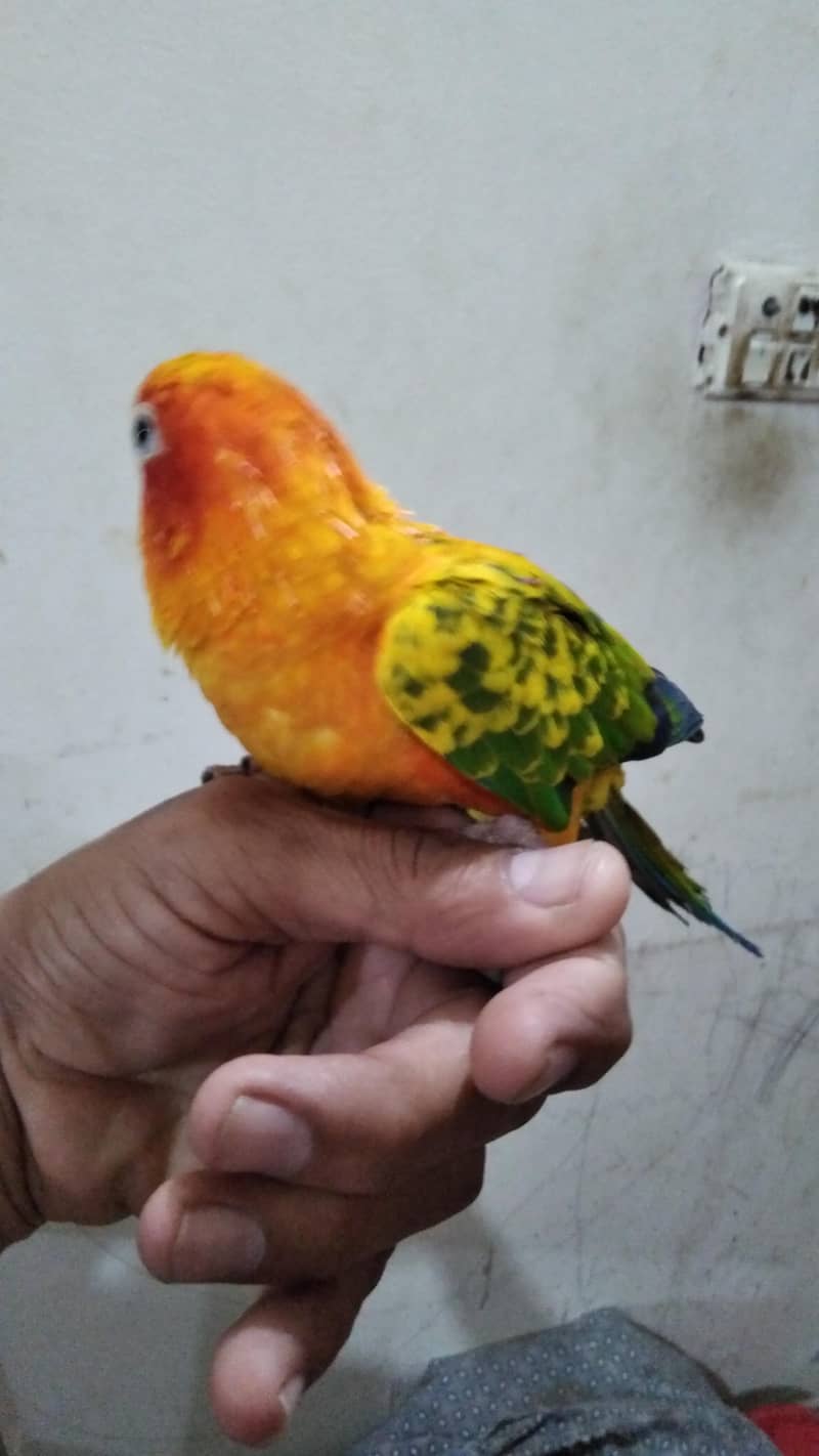 sun conure 0
