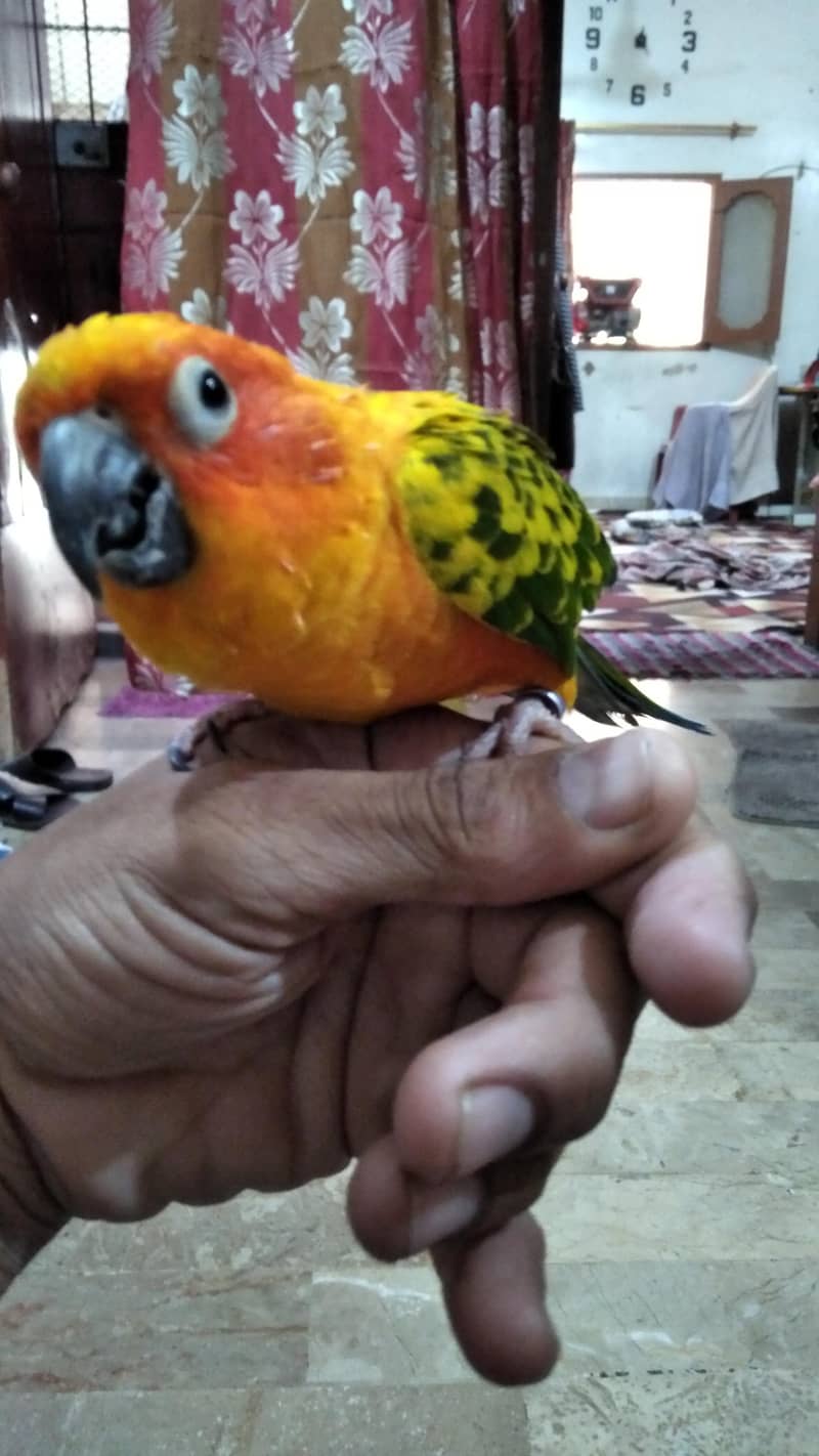 sun conure 1