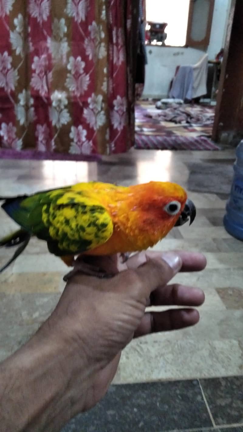 sun conure 2