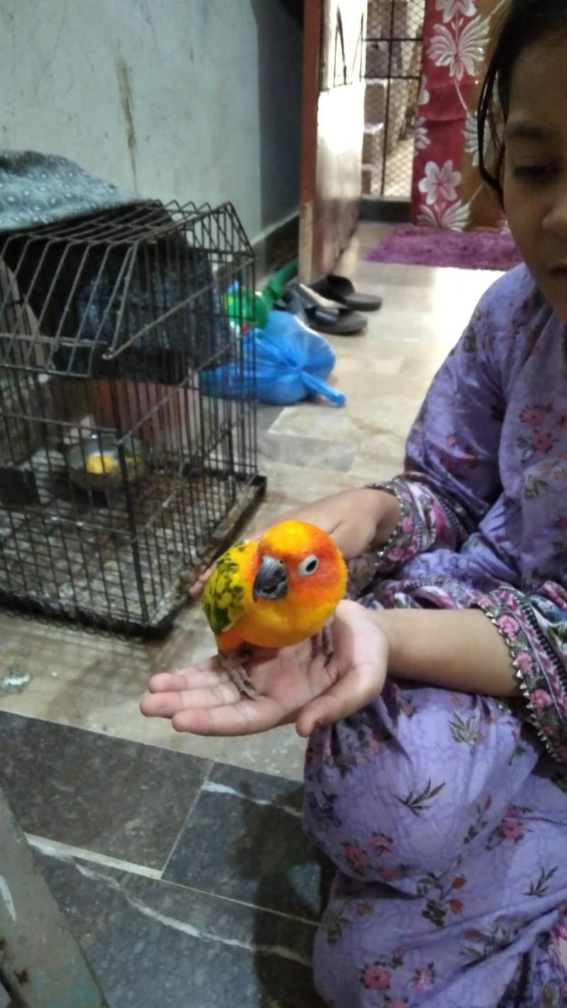 sun conure 3