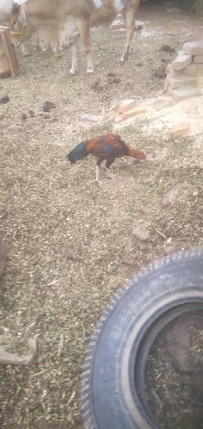 aseel patha for sale