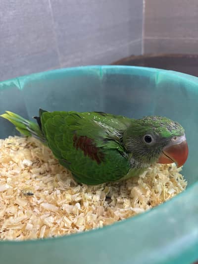 raw jambo size chick 03240045535