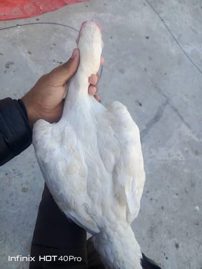 Aseel Heera kurak murgi