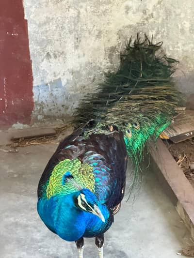 peacock for sale
