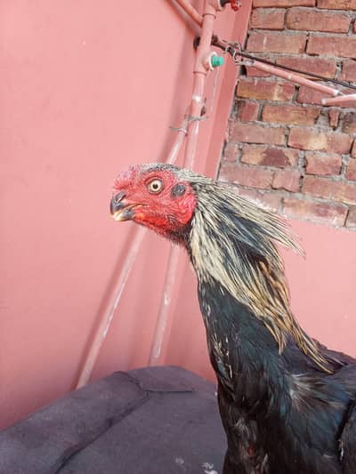 parrot beak / RiR heritage