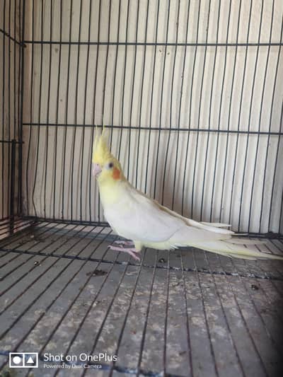 female Red full adult and male full adult+full hand Tam falling tam