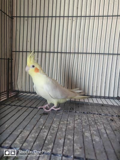 female Red full adult