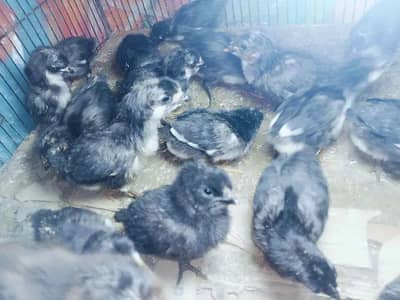 Astralope chicks of home breed