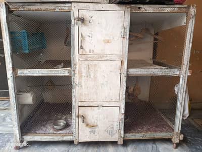 Diamond Dove 8 Pair + Mixed Finches with Cage for Sale