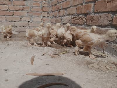 Golden heavy buff chicks