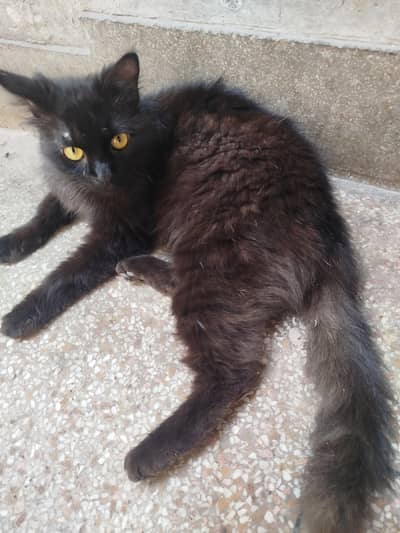 Persian cat (Black)